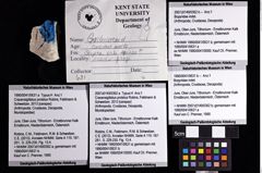 Foto (Objket + Etiketten) von Cracensigillatus prolatus (Robins, Feldmann & Schweitzer, 2013) 